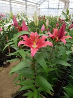 [4270 Bacardi Mak No01.JPG]